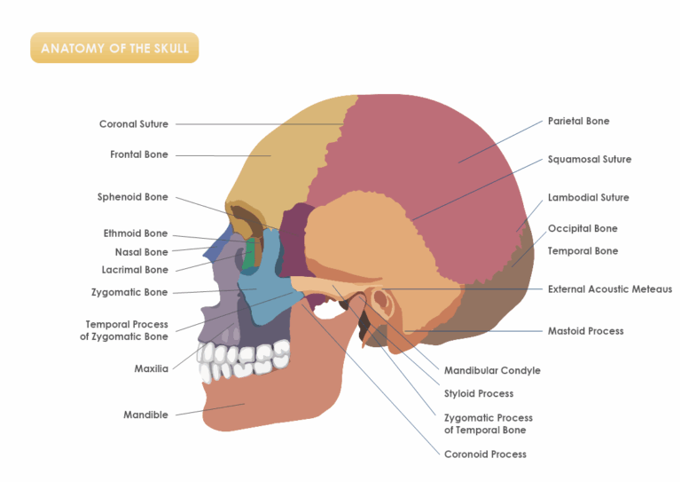 Anatomy Of The Skull Template MyDraw