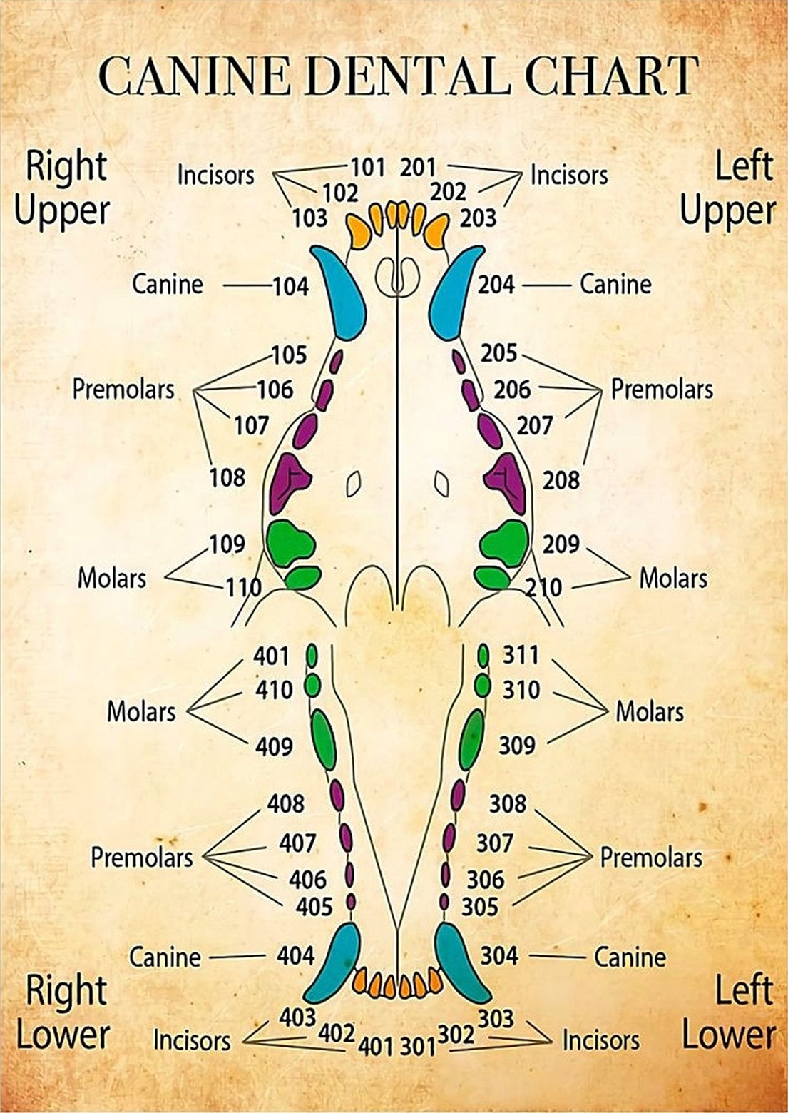 template printable canine dental chart