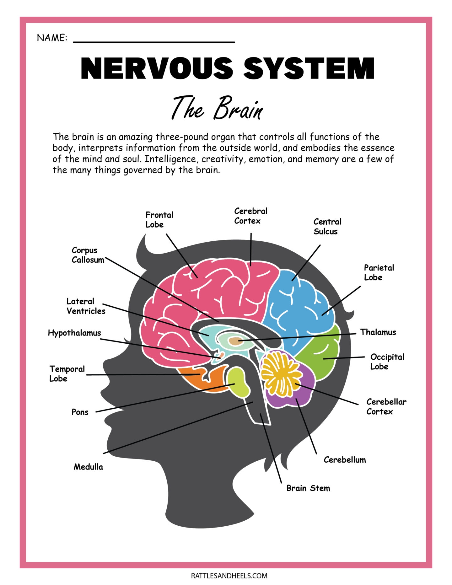 Free Science Worksheets The Nervous System 