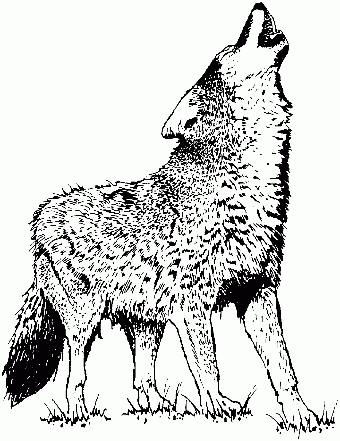 wolf printable coloring pages