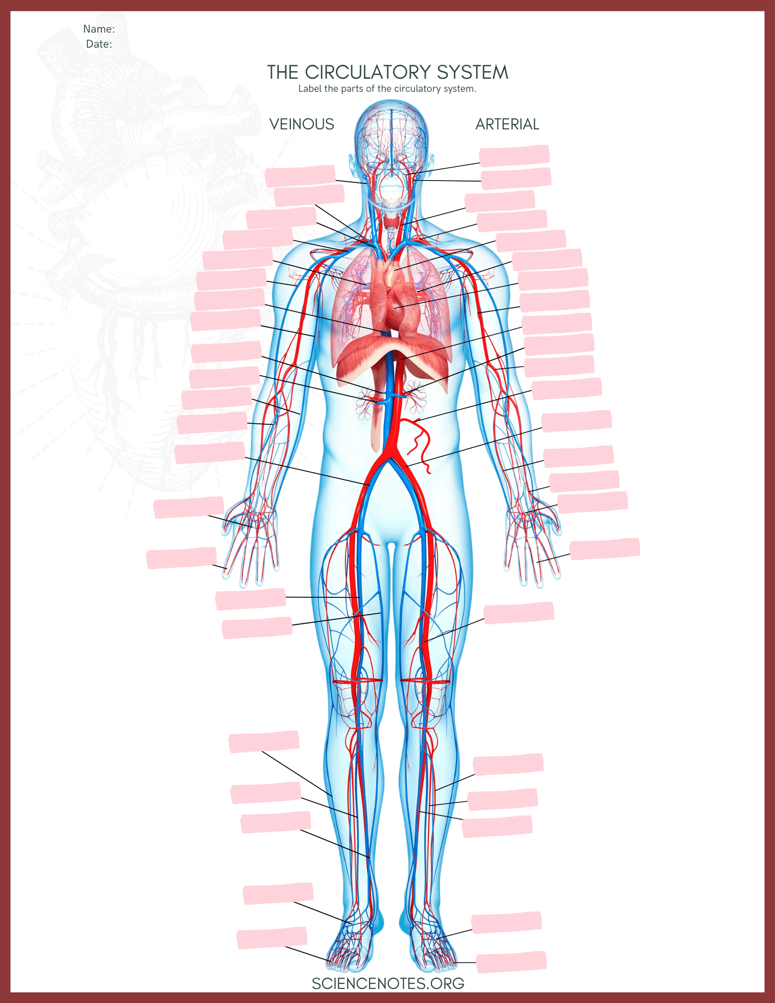 free printable anatomy worksheets pdf