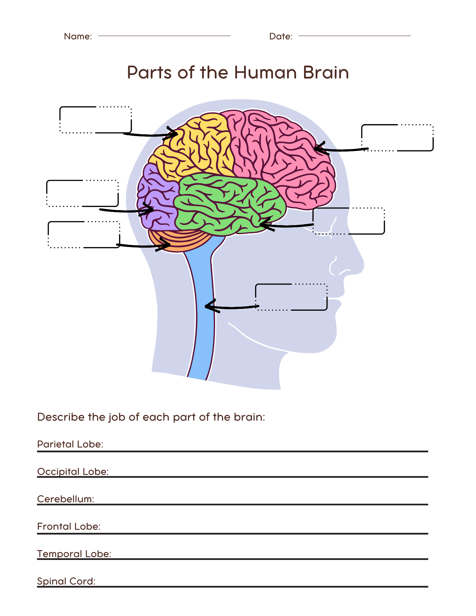 printable brain labeling worksheet