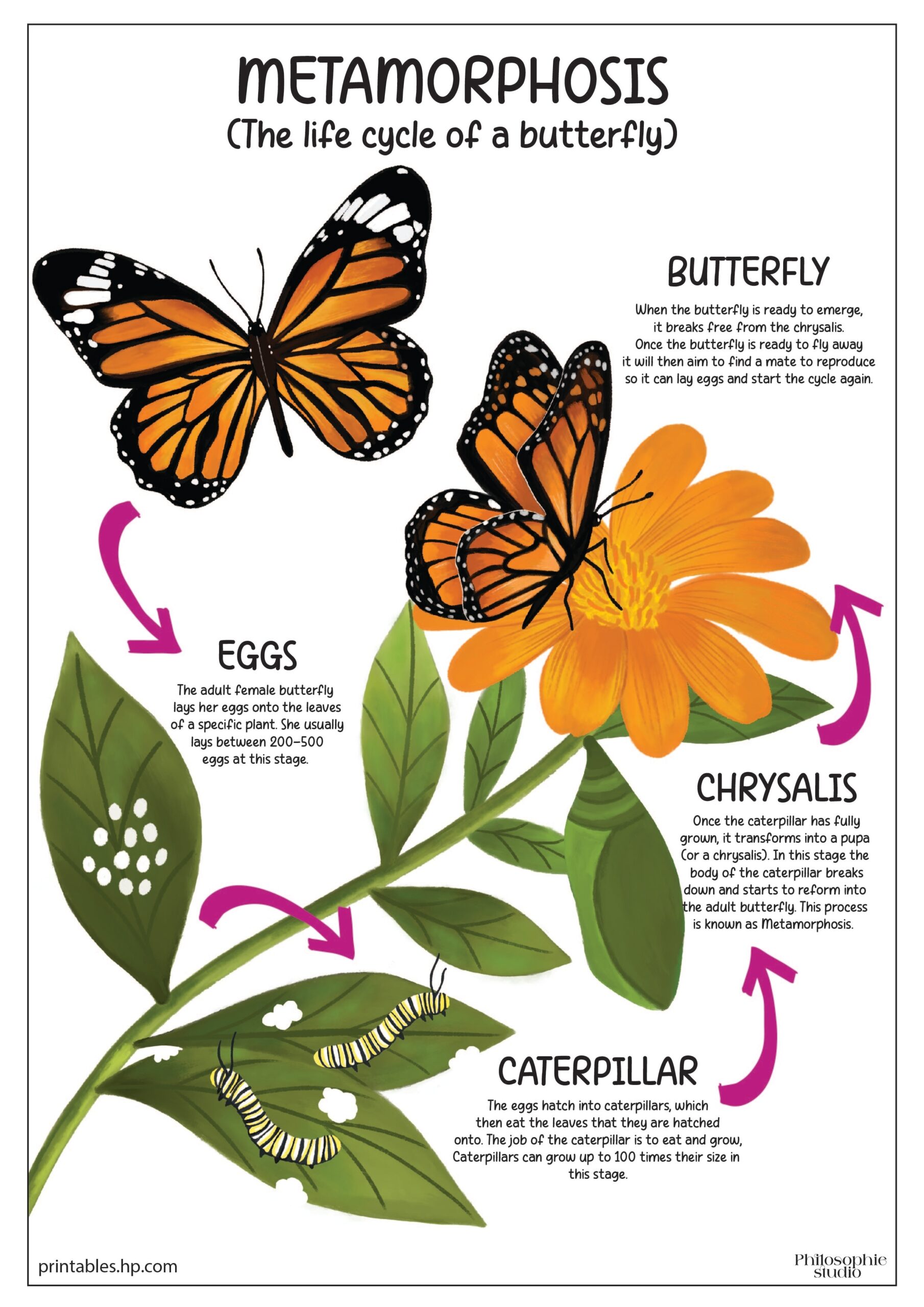 printable butterfly cycle worksheet