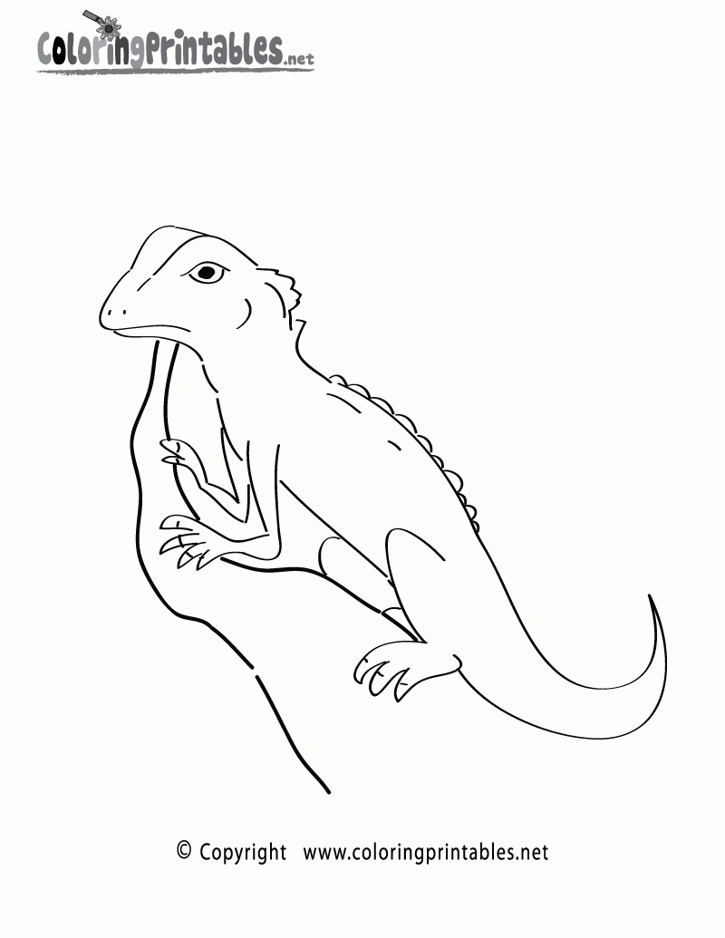 coloring pages of rainforest animals free printable