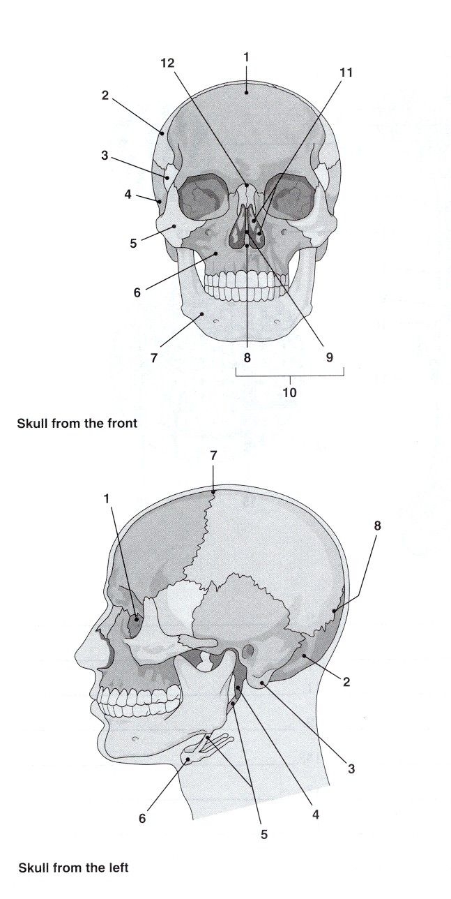printable skull labeling worksheet