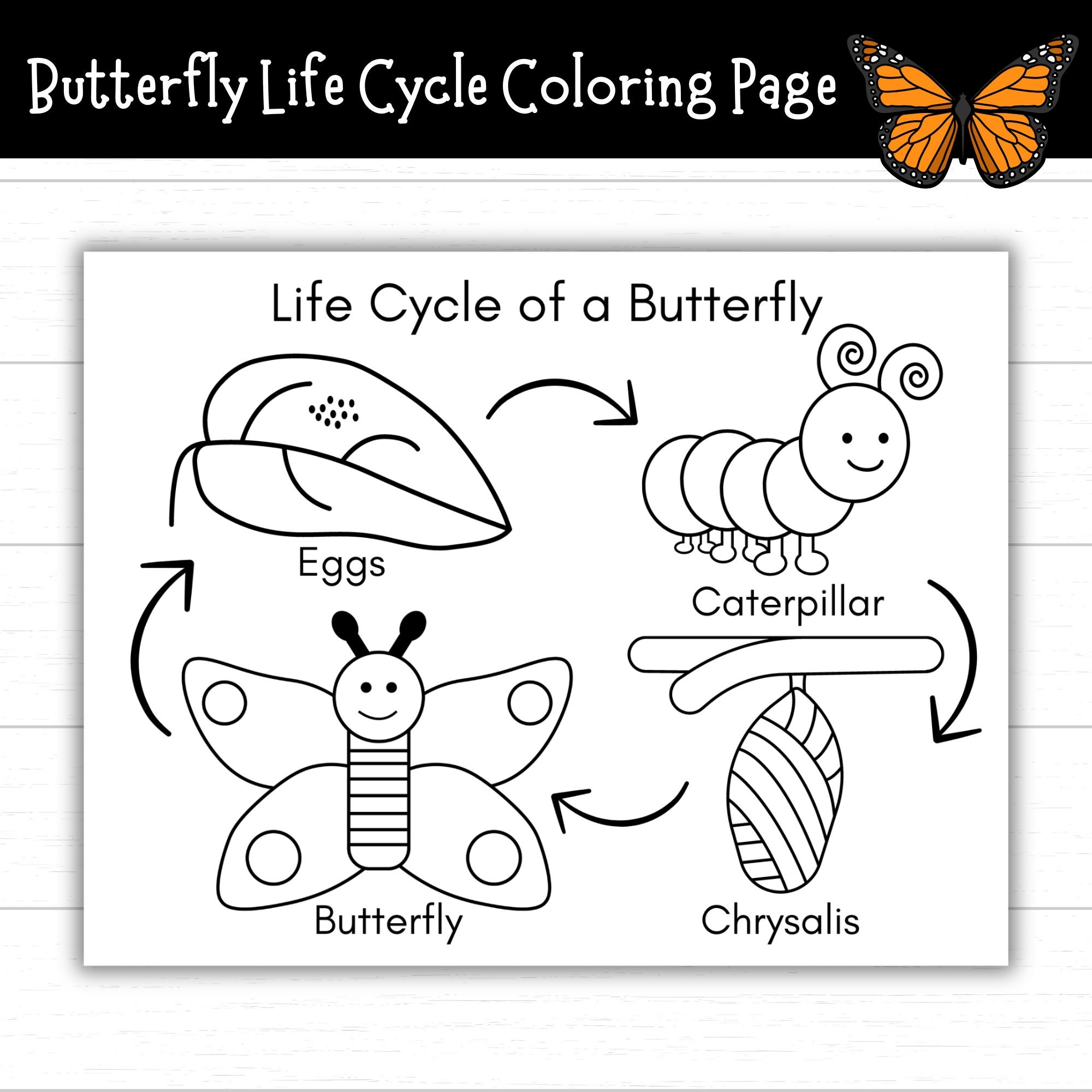 Butterfly Life Cycle Coloring Page Printable Life Cycle Of A Butterfly Activities Life Cycles Butterfly Activities Monarch Etsy