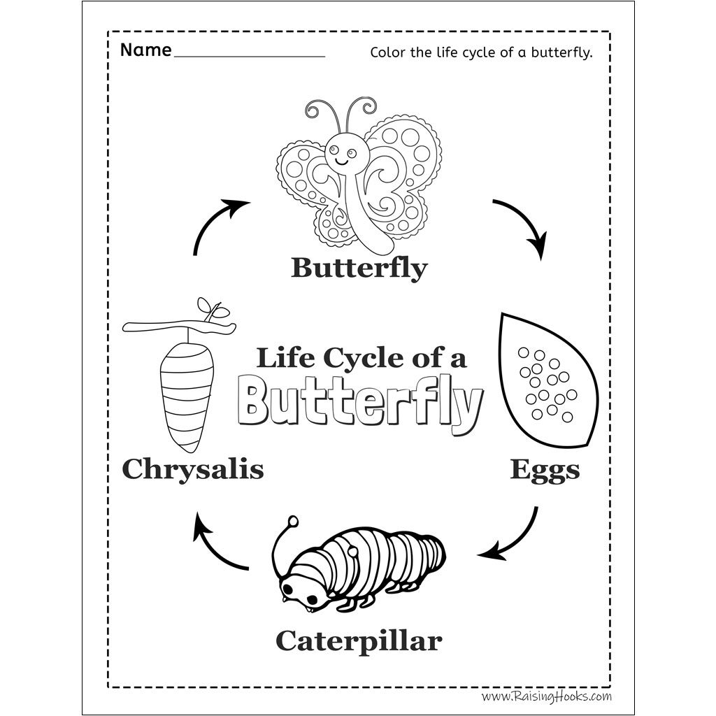 life cycle of a butterfly worksheet